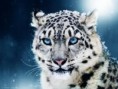 /album/el-lince-el-leopardo-de-las-nieves-y-el-oso-panda/el-leopardo-jpg/